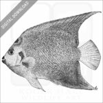 Queen Angelfish