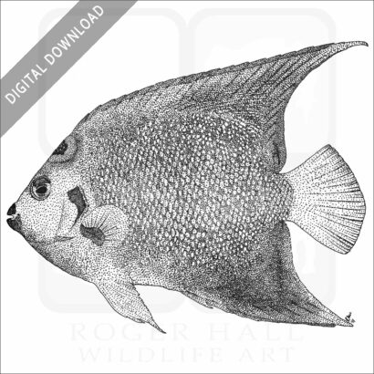 Queen Angelfish