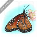 Queen Butterfly stock image