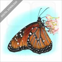Queen Butterfly stock image