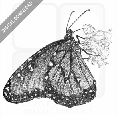 Queen Butterfly