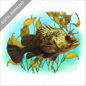 Quillback Rockfish stock image