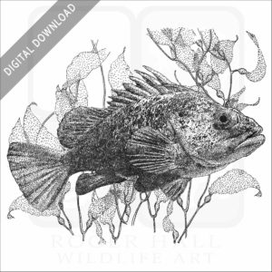 Quillback Rockfish