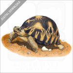 Radiated Tortoise stock image