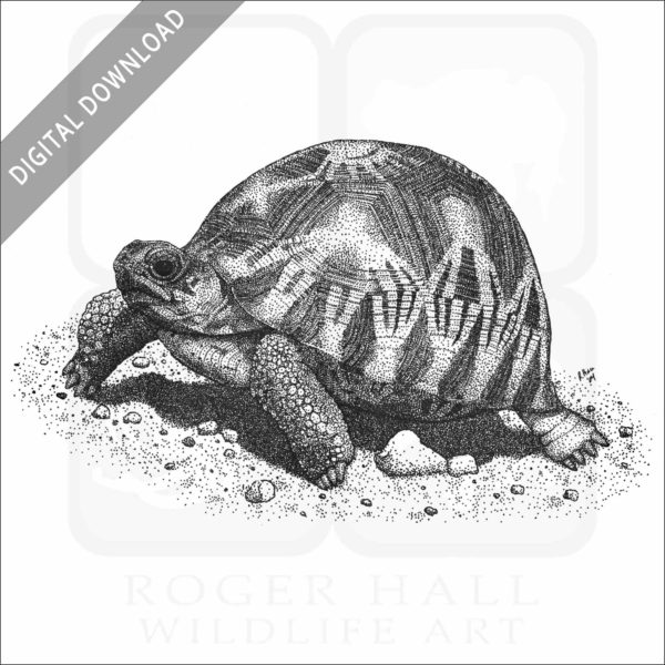 Radiated Tortoise