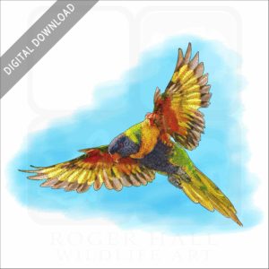 Rainbow Lorikeet stock image