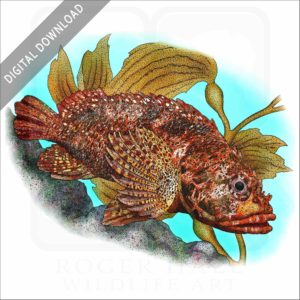 Rainbow Scorpionfish stock image