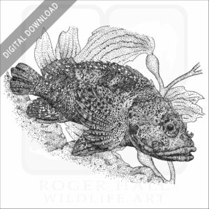 Rainbow Scorpionfish