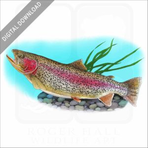 Rainbow Trout stock image