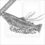 Rainbow Trout