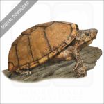 Razor-Backed Musk Turtle stock image