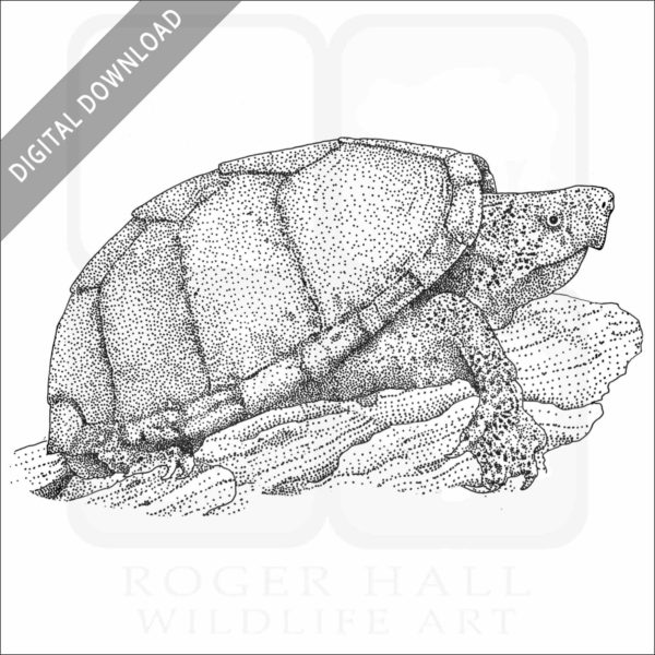 Razor-Backed Musk Turtle