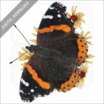 Red Admiral Butterfly stock image