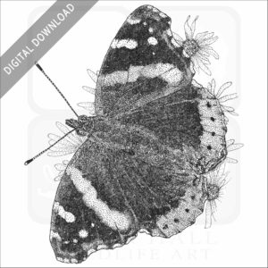 Red Admiral Butterfly