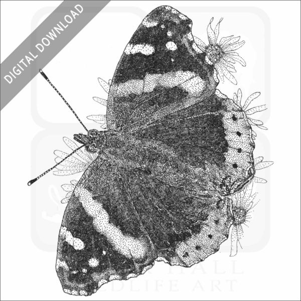 Red Admiral Butterfly