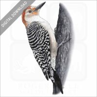 Red-Bellied Woodpecker stock image