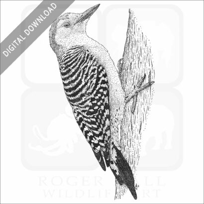Red-Bellied Woodpecker
