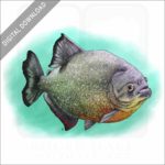 Red-Breasted Piranha stock image