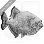 Red-Breasted Piranha
