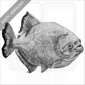 Red-Breasted Piranha