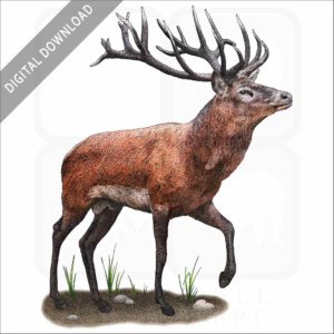 Red Deer stock image