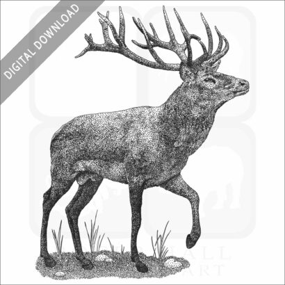 Red Deer
