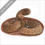 Red Diamond Rattlesnake stock image