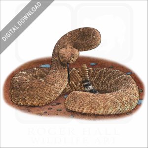 Red Diamond Rattlesnake stock image