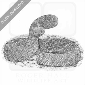 Red Diamond Rattlesnake