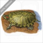 Red-Eared Slider stock image