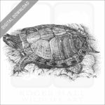 Red-Eared Slider Turtle