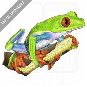 Red-Eyed Tree Frog stock image