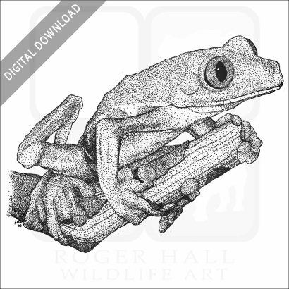 Red-Eyed Tree Frog