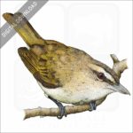 Red-Eyed Vireo stock image