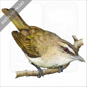 Red-Eyed Vireo stock image