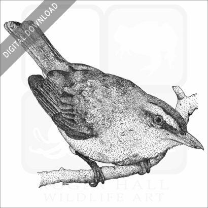 Red-Eyed Vireo