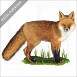 Red Fox stock image
