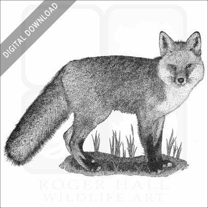 Red Fox