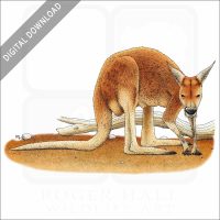 Red Kangaroo stock image