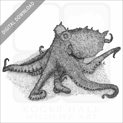 East Pacific Red Octopus