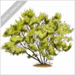 Red Willow Tree stock image