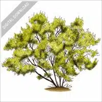 Red Willow Tree stock image