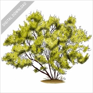 Red Willow Tree stock image