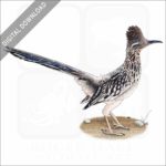 Greater Roadrunner stock image