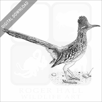 Greater Roadrunner