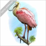 Roseate Spoonbill stock image