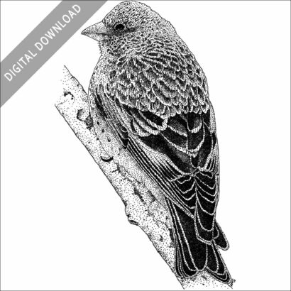 Brown-Capped Rosy Finch