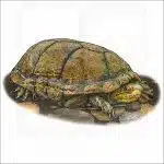Rough-Footed Mud Turtle illustration