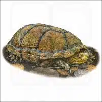Rough-Footed Mud Turtle illustration