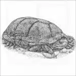 Rough-Footed Mud Turtle